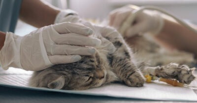 Copertina di “Torturano gatti in tutto il mondo e vendono i video per soddisfare perversi impulsi sessuali”: l’inchiesta choc della Cnn e le morti sospette in Italia