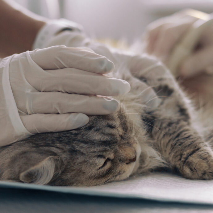 “Torturano gatti in tutto il mondo e vendono i video per soddisfare perversi impulsi sessuali”: l’inchiesta choc della Cnn e le morti sospette in Italia