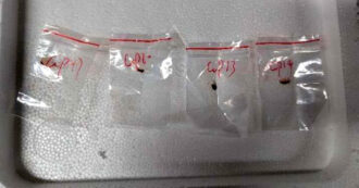 “Ha introdotto un fungo patogeno negli Usa”: arrestata ricercatrice cinese. “Finanziata da Pechino, è agroterrorismo”