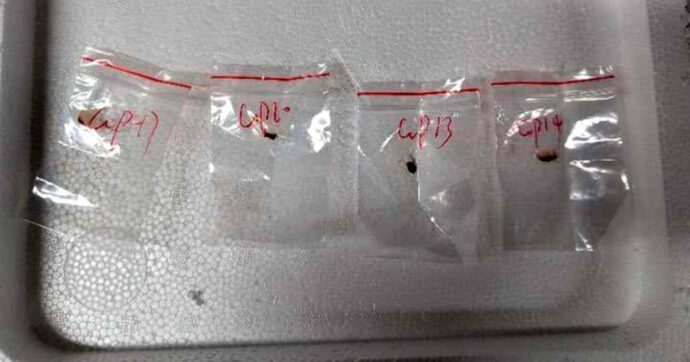 “Ha introdotto un fungo patogeno negli Usa”: arrestata ricercatrice cinese. “Finanziata da Pechino, è agroterrorismo”