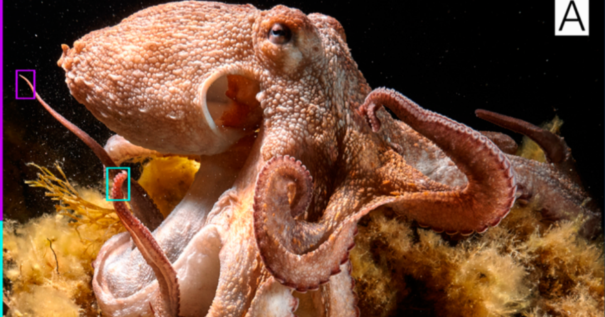 Polpo si ferisce e gli spunta un nono tentacolo che prende decisioni autonome: “Incredibile, mai visto prima”