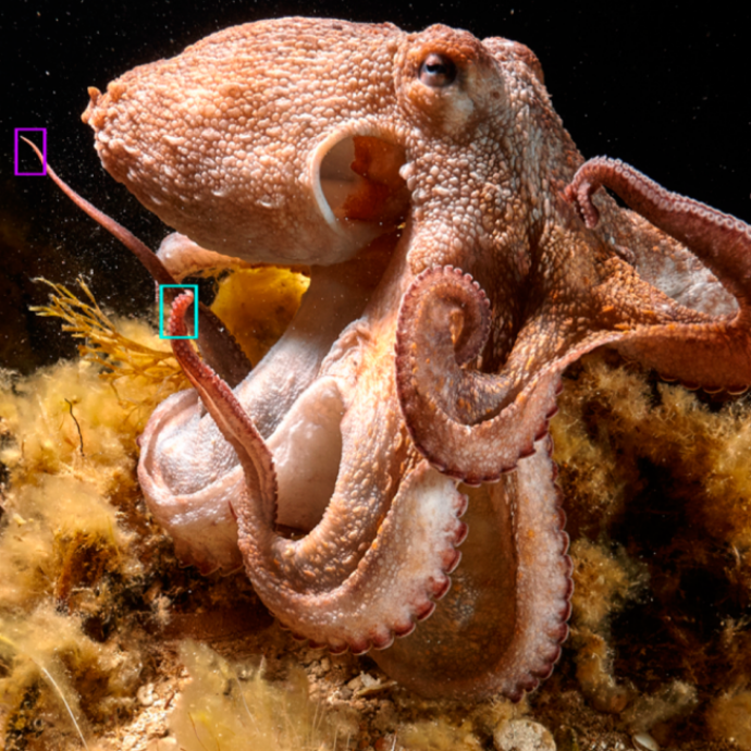 Polpo si ferisce e gli spunta un nono tentacolo che prende decisioni autonome: “Incredibile, mai visto prima”