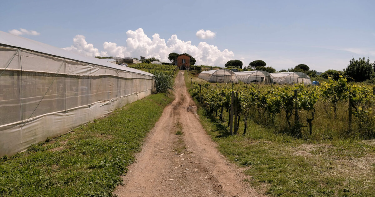 schiacciato dal muletto con cui stava lavorando morto operaio di 38 anni in un azienda agricola del ravennate