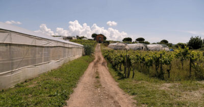 Copertina di Schiacciato dal muletto con cui stava lavorando: morto operaio di 38 anni in un’azienda agricola del Ravennate