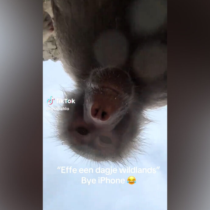 Babbuini curiosi “rubano” uno smartphone allo zoo e si fanno un video-selfie: la clip diventa virale
