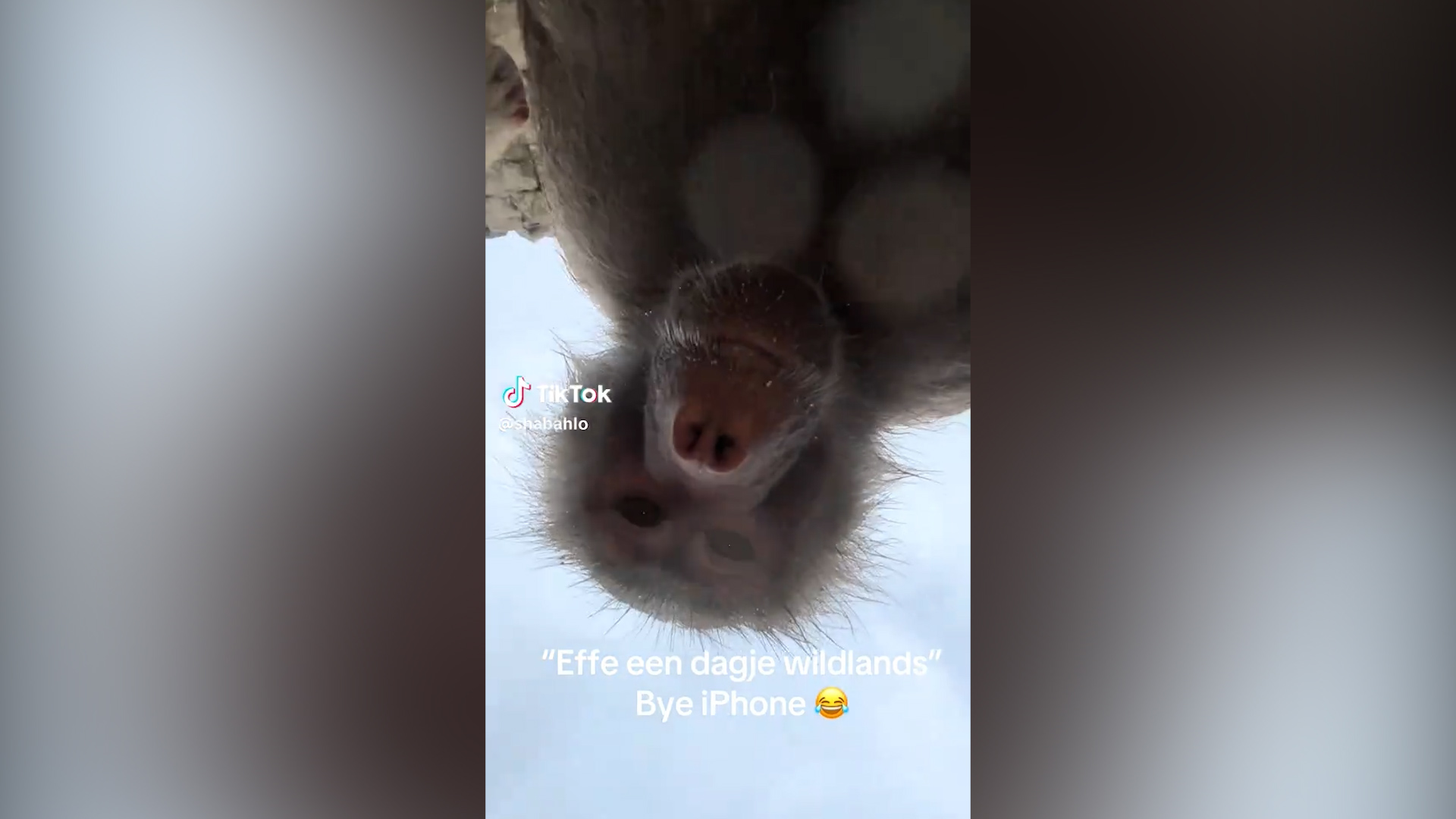 Babbuini curiosi “rubano” uno smartphone allo zoo e si fanno un video selfie: la clip diventa virale Babbuini curiosi “rubano” uno smartphone allo zoo e si fanno un video selfie: la clip diventa virale