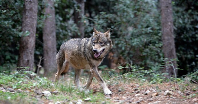 Panico lupi in Italia: sui media c’è allarmismo, ma credo che lo scopo sia un altro