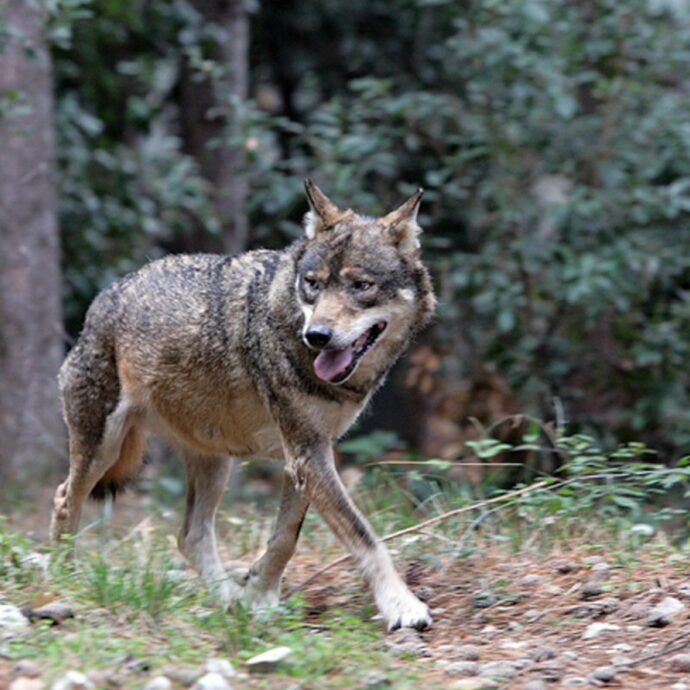 Lupo fuggito dallo zoo: scuola chiusa e più di 300 persone tra vigili del fuoco, poliziotti e soldati, impegnate nelle operazioni di ricerca