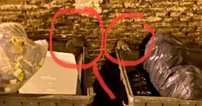 Copertina di Ho fatto il tour tra i topi che banchettano dietro Piazza del Plebiscito