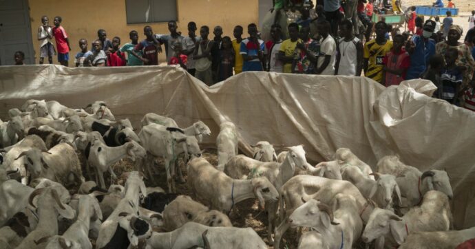 Il sacrificio rituale dei capri e quello degli umani che non si interrompe