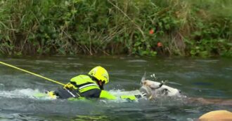 Copertina di Mucche cadono in un canale nel Milanese: le operazioni di soccorso dei vigili del fuoco
