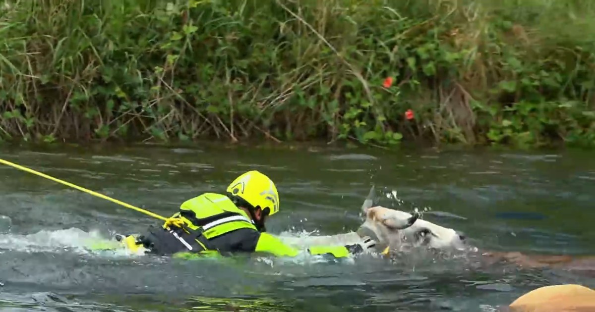 Mucche cadono in un canale nel Milanese: le operazioni di soccorso dei vigili del fuoco Mucche cadono in un canale nel Milanese: le operazioni di soccorso dei vigili del fuoco