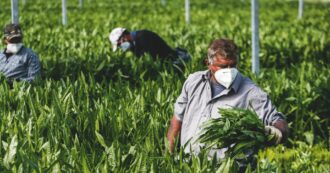 Copertina di L’agricoltura paga in proporzione molte meno tasse degli altri settori: le ragioni di questa ingiustizia fiscale