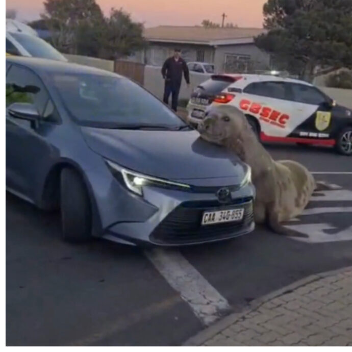 “È più grande di quello che ci si possa aspettare”: un elefante marino blocca il traffico. Nove ore per le operazioni di salvataggio – IL VIDEO