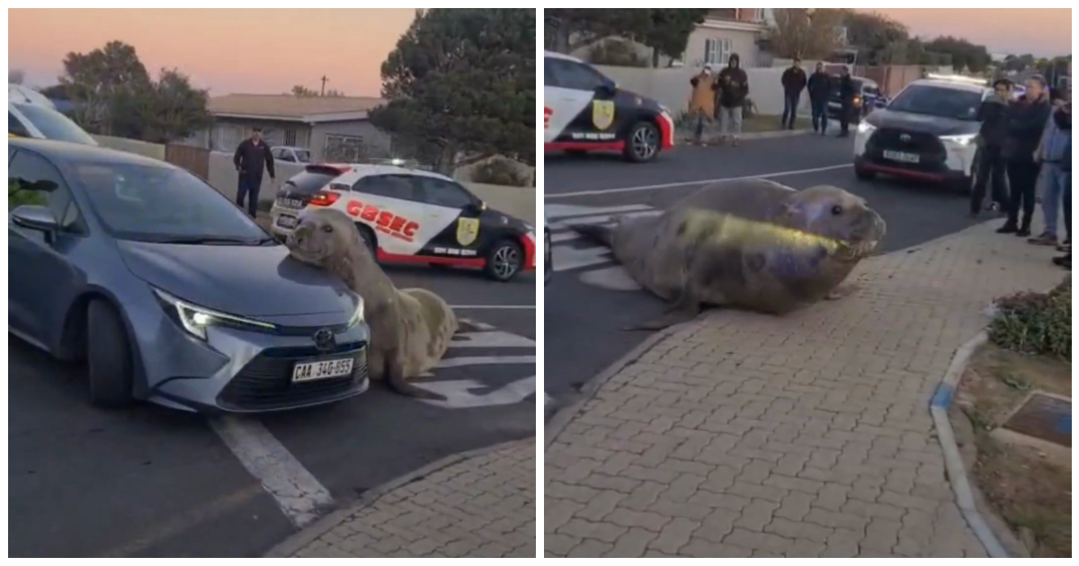 “È più grande di quello che ci si possa aspettare”: un elefante marino blocca il traffico. Nove ore per le operazioni di salvataggio – IL VIDEO “È più grande di quello che ci si possa aspettare”: un elefante marino blocca il traffico. Nove ore per le operazioni di salvataggio – IL VIDEO