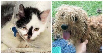 Copertina di “Erano in condizioni orribili, le gabbie erano strette ed erano circondati da escrementi”: salvati 101 cuccioli di cane da un allevamento intensivo