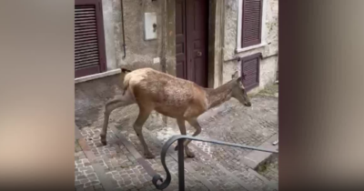 Copertina di “Non sono cuccioli, non bisogna avvicinarsi”: cervo si avventa su una turista e la prende a zoccolate, ricoverata con trauma cranico