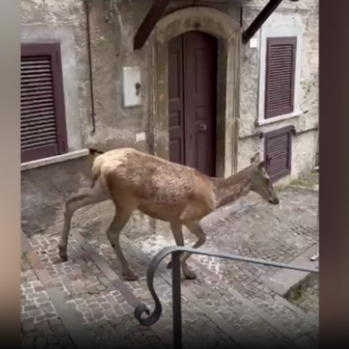 “Non sono cuccioli, non bisogna avvicinarsi”: cervo si avventa su una turista e la prende a zoccolate, ricoverata con trauma cranico
