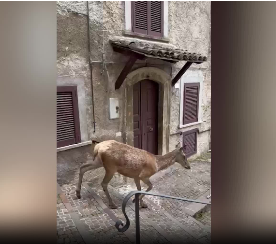 “Non sono cuccioli, non bisogna avvicinarsi”: cervo si avventa su una turista e la prende a zoccolate, ricoverata con trauma cranico “Non sono cuccioli, non bisogna avvicinarsi”: cervo si avventa su una turista e la prende a zoccolate, ricoverata con trauma cranico