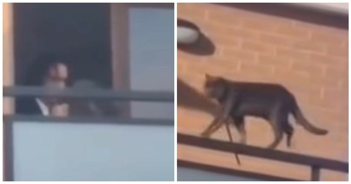 Lega il gatto con una corda alla ringhiera e lo lancia nel vuoto: il giudice lo restituisce al suo aguzzino. La protesta: “Si configura il reato di maltrattamento”
