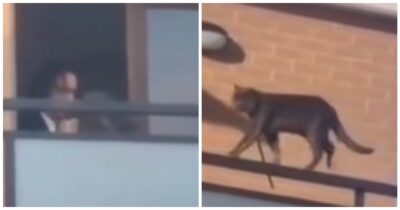 Copertina di Lega il gatto con una corda alla ringhiera e lo lancia nel vuoto: il giudice lo restituisce al suo aguzzino. La protesta: “Si configura il reato di maltrattamento”