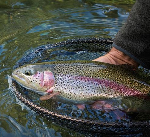 almeno 24 minuti di dolore per ogni chilo di peso l8217asfissia 232 la morte peggiore ecco quanto soffrono i pesci quando vengono pescati