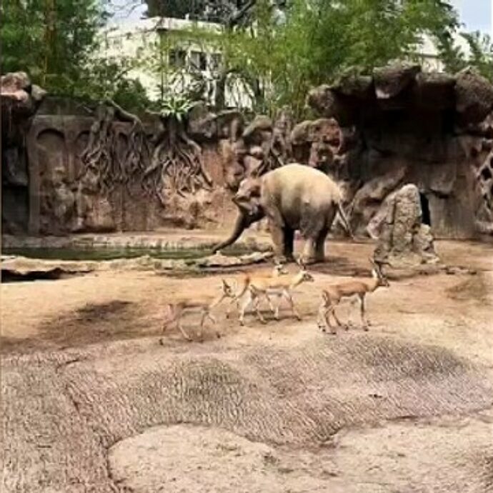 L’incredibile gesto dell’elefante: così salva un cucciolo di gazzella che sta annegando. Il video commovente è virale