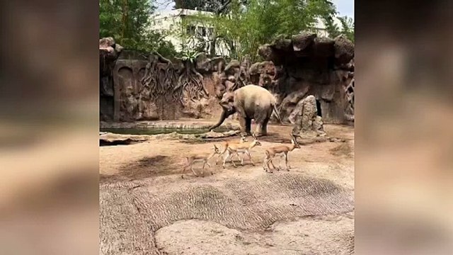 l8217incredibile gesto dell8217elefante cos236 salva un cucciolo di gazzella che sta annegando il video commovente 232 virale
