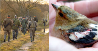 Sì all’uccisione di 800mila uccelli protetti: il piano di governo e Regioni (anche di centrosinistra) per cacciare storni e fringuelli