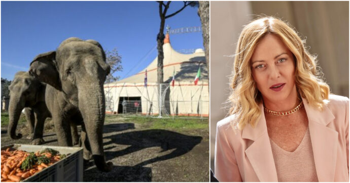 Il governo vuole far soffrire gli animali nei circhi: rinviato (di nuovo) il divieto. Lav: “Incredibile e sconcertante”