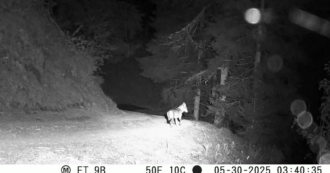 Copertina di Dissuasori per lupi e orsi, la sperimentazione nel Parco Adamello Brenta: nel video il dispositivo in funzione