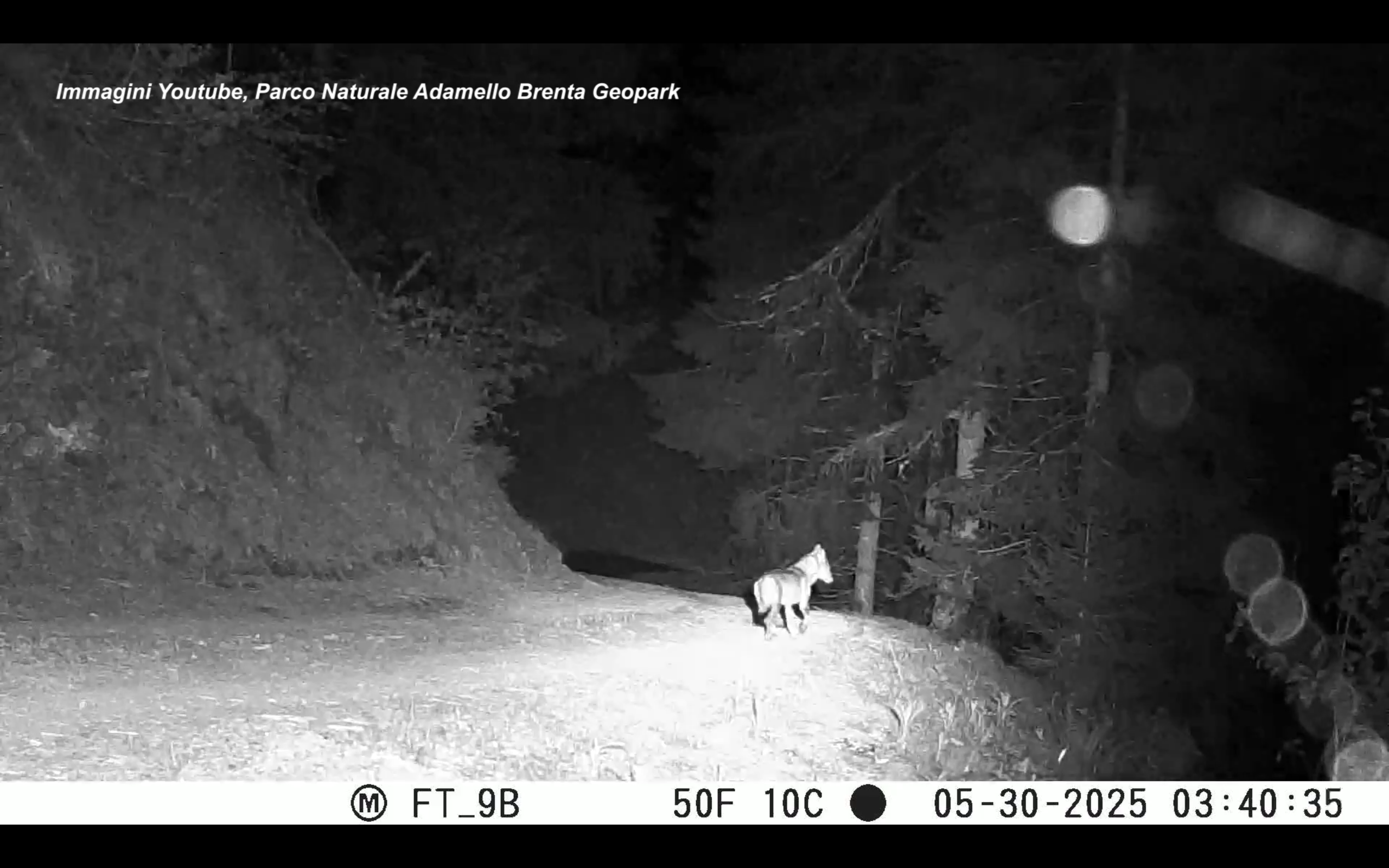 dissuasori per lupi e orsi la sperimentazione nel parco adamello brenta nel video il dispositivo in funzione