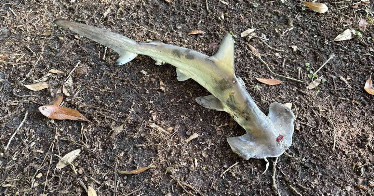 “Stavamo giocando a golf quando uno squalo martello è caduto dal cielo sul campo. Com’è successo? La spiegazione c’è”: la surreale vicenda accaduta in South Carolina