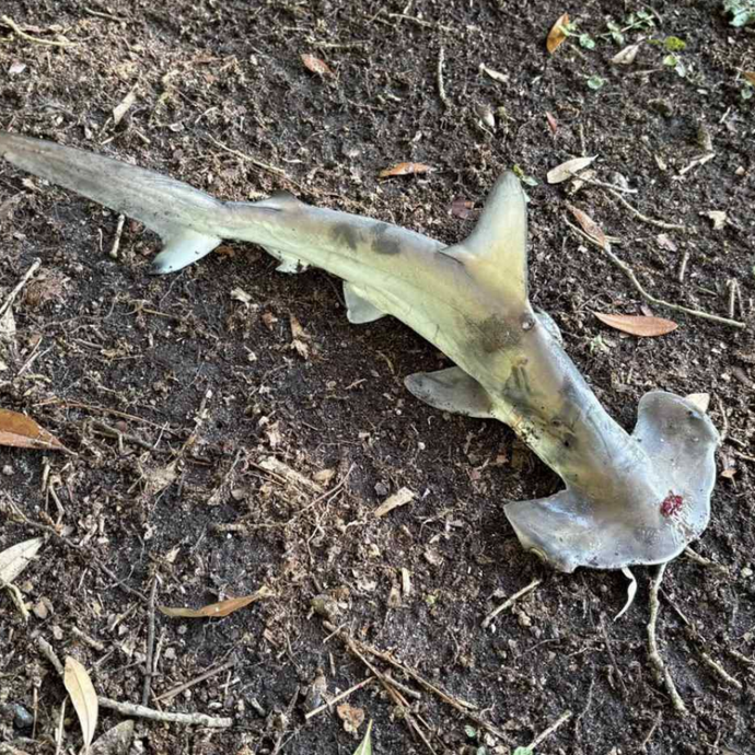 “Stavamo giocando a golf quando uno squalo martello è caduto dal cielo sul campo. Com’è successo? La spiegazione c’è”: la surreale vicenda accaduta in South Carolina