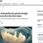 Copertina di “Piccoli cuori umani battono in embrioni di maiali”, su Nature l’annuncio degli scienziati cinesi