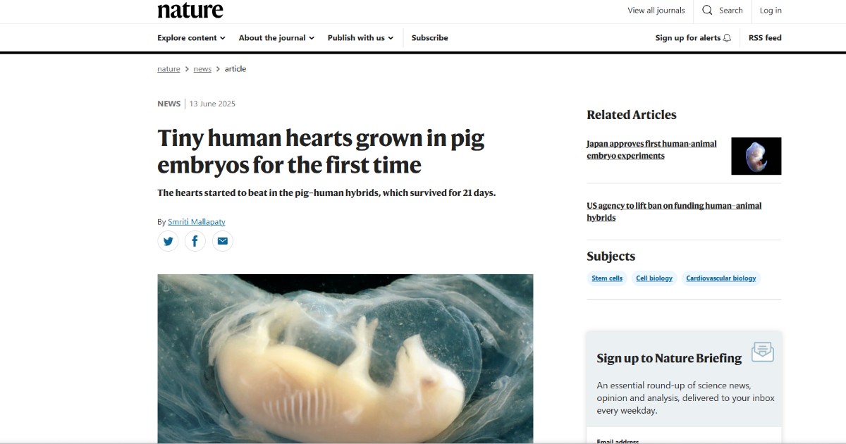 “Piccoli cuori umani battono in embrioni di maiali”, su Nature l’annuncio degli scienziati cinesi “Piccoli cuori umani battono in embrioni di maiali”, su Nature l’annuncio degli scienziati cinesi