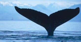 Dalla storia della megattera Hope/Timmy faccio un appello al presidente Mattarella