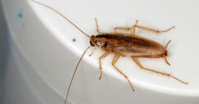 Copertina di “C’è un’invasione di blatte volanti, sono ovunque”: scatta l’allarme a Roma, decine di segnalazioni sui social