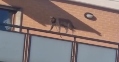 Copertina di Il gatto Filippo tenuto legato con una corda e scaraventato dal balcone dal suo padrone: scatta la denuncia ma il tribunale lo riporta a casa. Gli animalisti si mobilitano per salvarlo