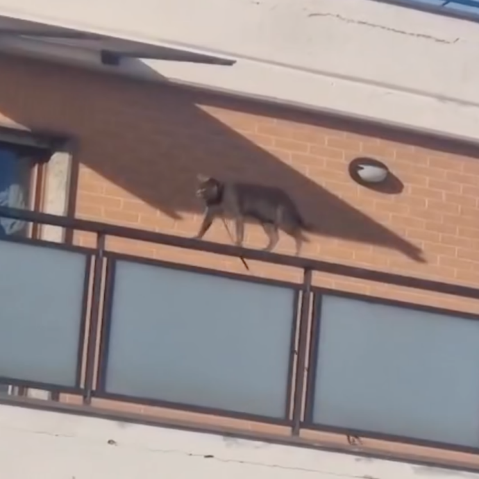 Il gatto Filippo tenuto legato con una corda e scaraventato dal balcone dal suo padrone: scatta la denuncia ma il tribunale lo riporta a casa. Gli animalisti si mobilitano per salvarlo