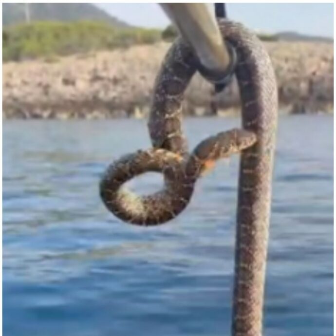 “Ibiza è invasa dai serpenti marini, uno choc: abbiamo paura a tuffarci. Una maledizione ha colpito”: turisti terrorizzati in fuga dall’isola