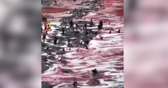 Copertina di Massacro di globicefali alle Isole Faroe: 246 esemplari uccisi nella battuta di caccia tradizionale – Video