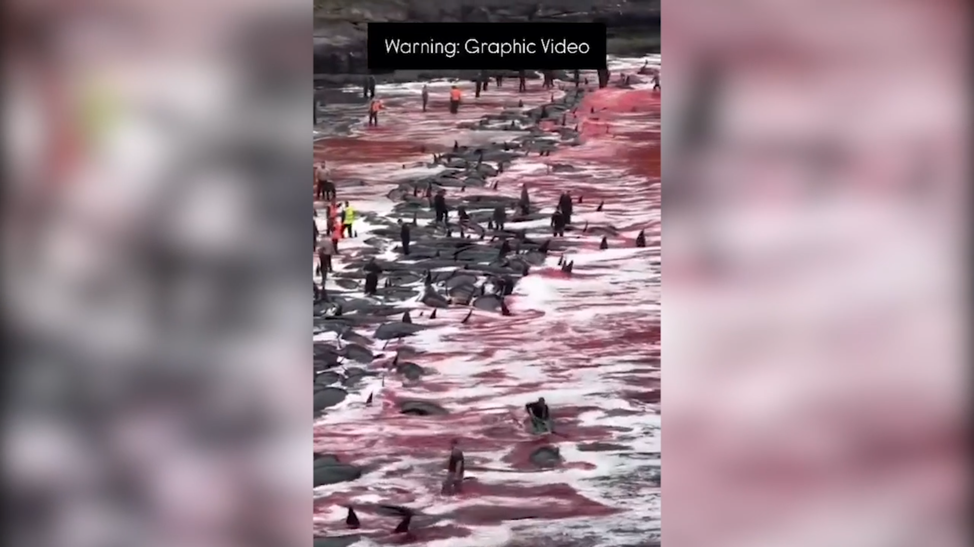 Massacro di globicefali alle Isole Faroe: 246 esemplari uccisi nella battuta di caccia tradizionale – Video Massacro di globicefali alle Isole Faroe: 246 esemplari uccisi nella battuta di caccia tradizionale – Video