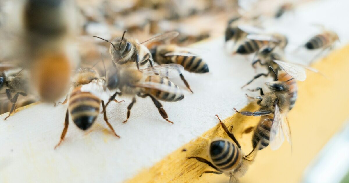 Di afa o di gelo, di fame o di pioggia: il Friuli Venezia Giulia lancia l’allarme per la morte delle api Di afa o di gelo, di fame o di pioggia: il Friuli Venezia Giulia lancia l’allarme per la morte delle api