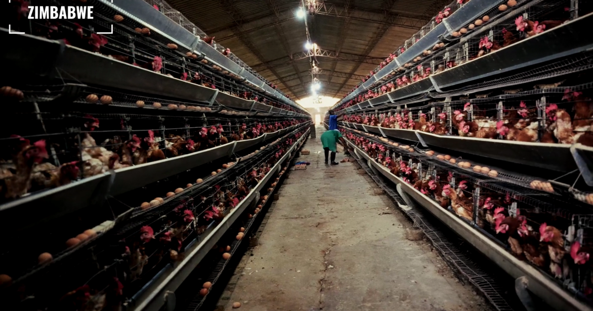 allevamenti galline in lombardia interrogazione pd dopo inchiesta food for profit