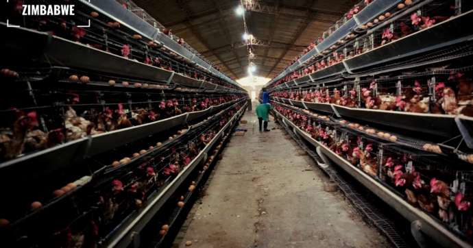Allevamenti galline in Lombardia: interrogazione PD dopo inchiesta Food for Profit
