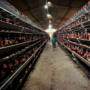 Copertina di Allevamenti galline in Lombardia: interrogazione PD dopo inchiesta Food for Profit