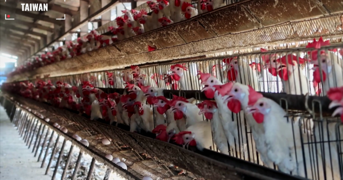 La Svezia abolisce le galline in gabbia mentre l’aviaria minaccia gli allevamenti intensivi
