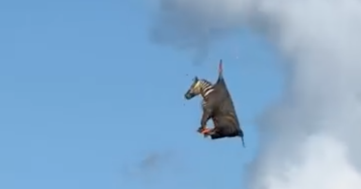 Zebra fugge da casa per sette giorni, ma viene “acciuffata” da un elicottero: l’avvincente storia di Celebrity Zebra Ed – IL VIDEO