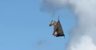 Copertina di Zebra fugge da casa per sette giorni, ma viene “acciuffata” da un elicottero: l’avvincente storia di Celebrity Zebra Ed – IL VIDEO